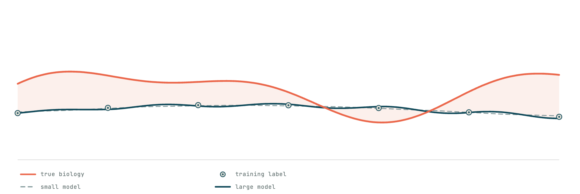 Scale does not help: small and large models both fit training labels while missing the true biology by the same gap.
