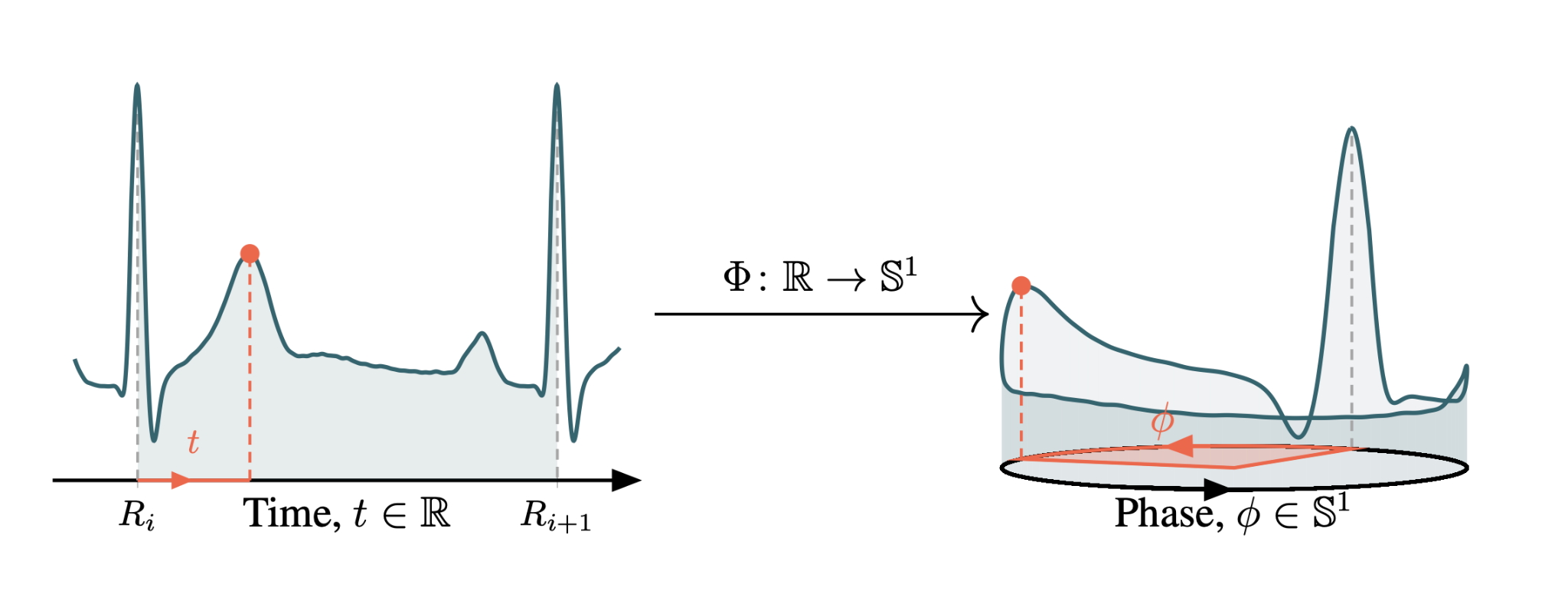 Diagram mapping an ECG from linear time onto a circular phase coordinate, with R peaks marking the start of each beat.